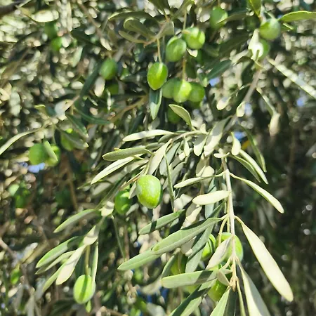 Natura Olive & Sea Βίλα *